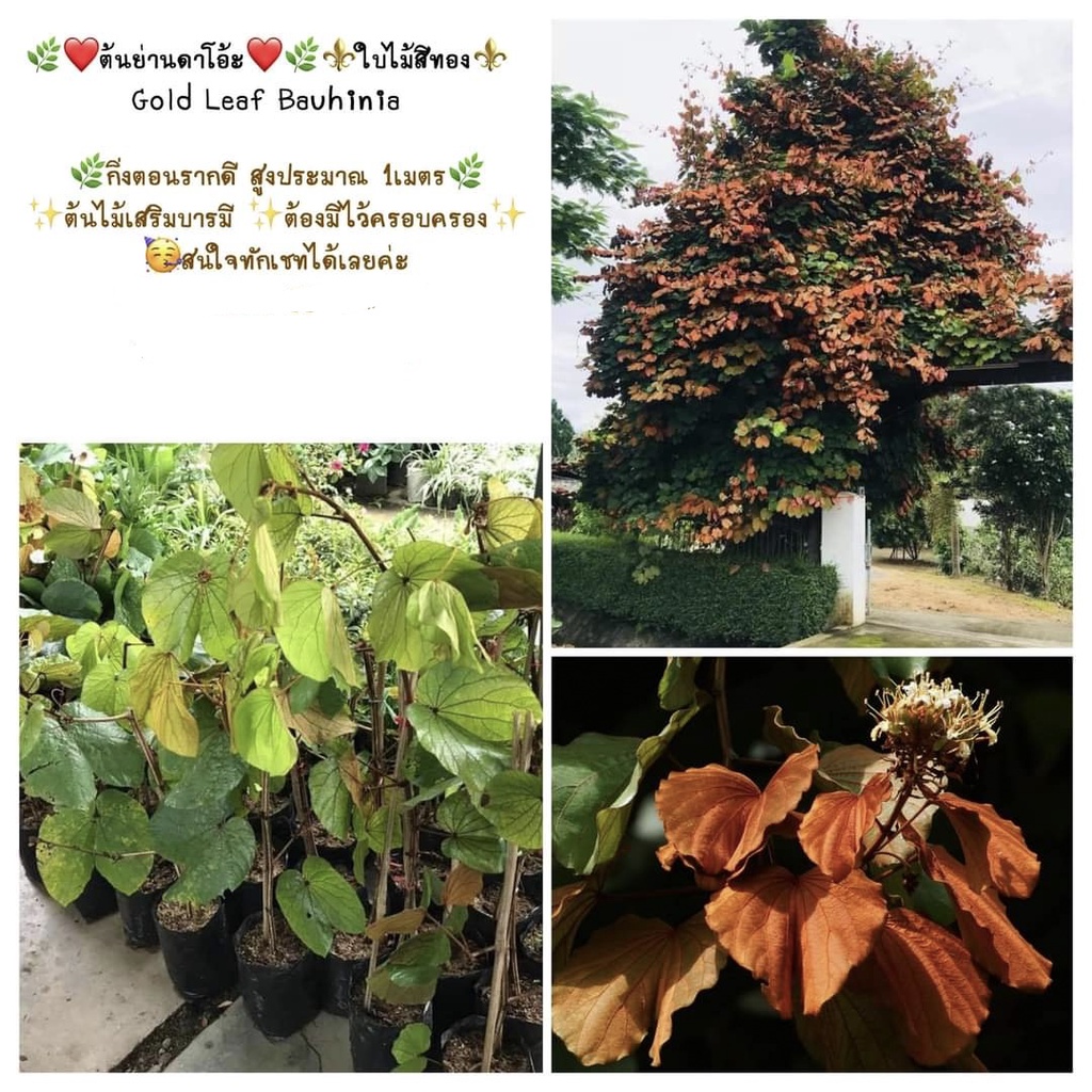 ต้น ต้นย่านดาโอ้ะ Gold Leaf Bauhinia ย่านดาโอ้ะ ย่านดาโอ๊ะ ต้นย่านดาโอ๊ะ ใบไม้สีทอง วรรณคดี
