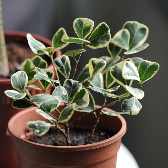 ต้นหัวใจเศรษฐี  Ficus Deltoidea ไม้ใบรูปหัวใจ สายมินิมอล เลี้ยงง่าย ฟอกอากาศ