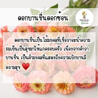 เมล็ดพันธุ์ บานชื่นดอกซ้อนคละสี จำนวน 300 เมล็ด เมล็ดพันธุ์OPแท้ อัตราการงอกสูง