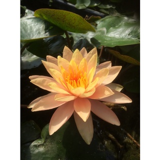 100 เมล็ด เมล็ดบัว สีส้ม นำเข้า บัวนอก สายพันธุ์เมล็ดบัว Waterlily Nymphaea Seeds