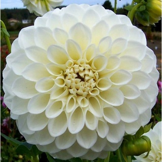 1 หัว/ออเดอร์ รักเร่ Dahlia สายพันธุ์ Boom Boom White หัวรักเร่