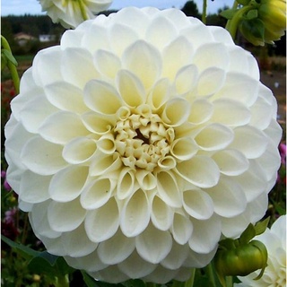 1 หัว/ออเดอร์ รักเร่ Dahlia สายพันธุ์ Boom Boom White หัวรักเร่ ดอกไม้ หัวหน่อ เหง้า นำเข้า เนเธอร์แลน หัวสดใหม่