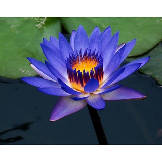 100 เมล็ด เมล็ดบัว สีน้ำเงิน นำเข้า บัวนอก สายพันธุ์เมล็ดบัว Waterlily Nymphaea Seeds