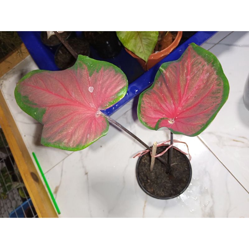 Dragon Heart Caladium บอนสีหัวใจนาคราช