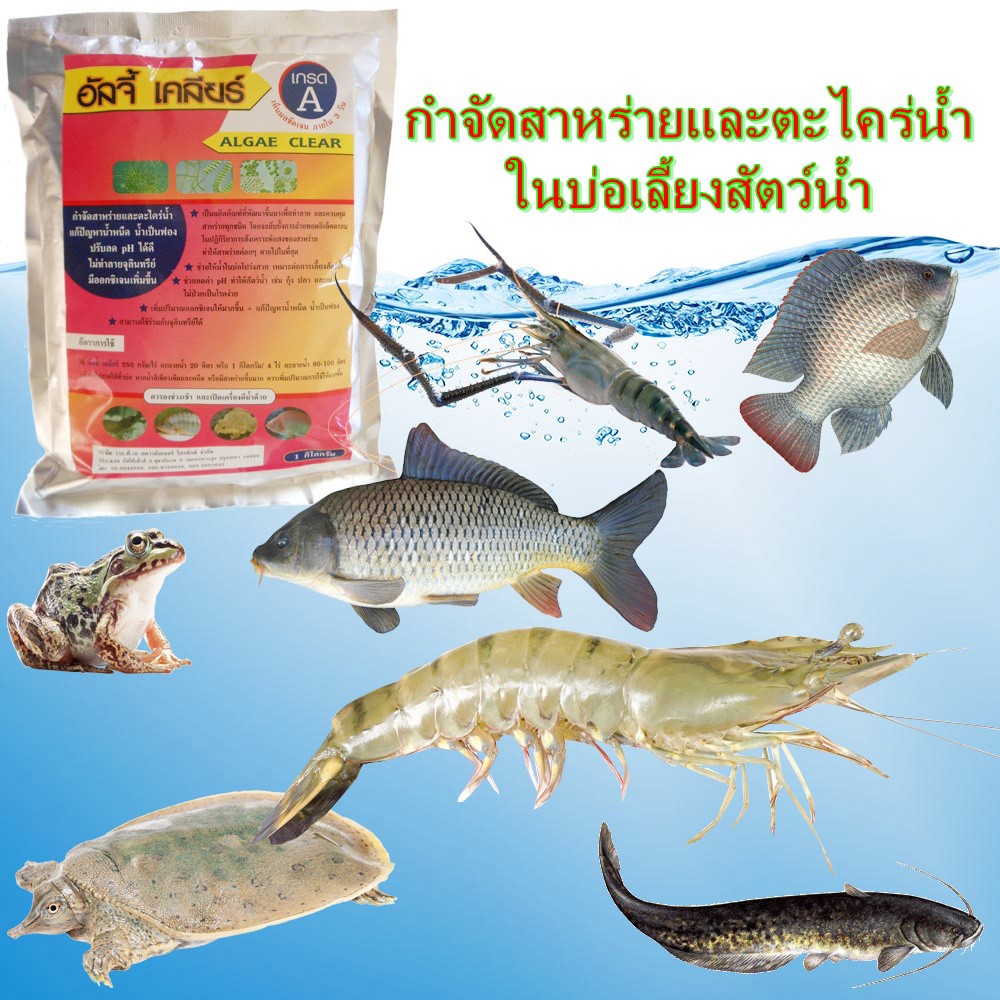 กำจัดสาหร่ายและตะไคร่น้ำ แบบเร่งด่วน แก้ปัญหาน้ำหนืด น้ำเป็นฟอง ปรับลด PHได้ดี ไม่ทำลายจุลินทรีย์มีออกซิเจนเพิ่มขึ้น