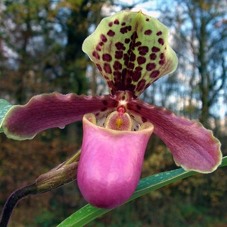 30 เมล็ดพันธุ์ เมล็ดกล้วยไม้ กล้วยไม้รองเท้านารี (Paphiopedilum Orchids) Orchid flower seeds อัตราการงอก 80-85%