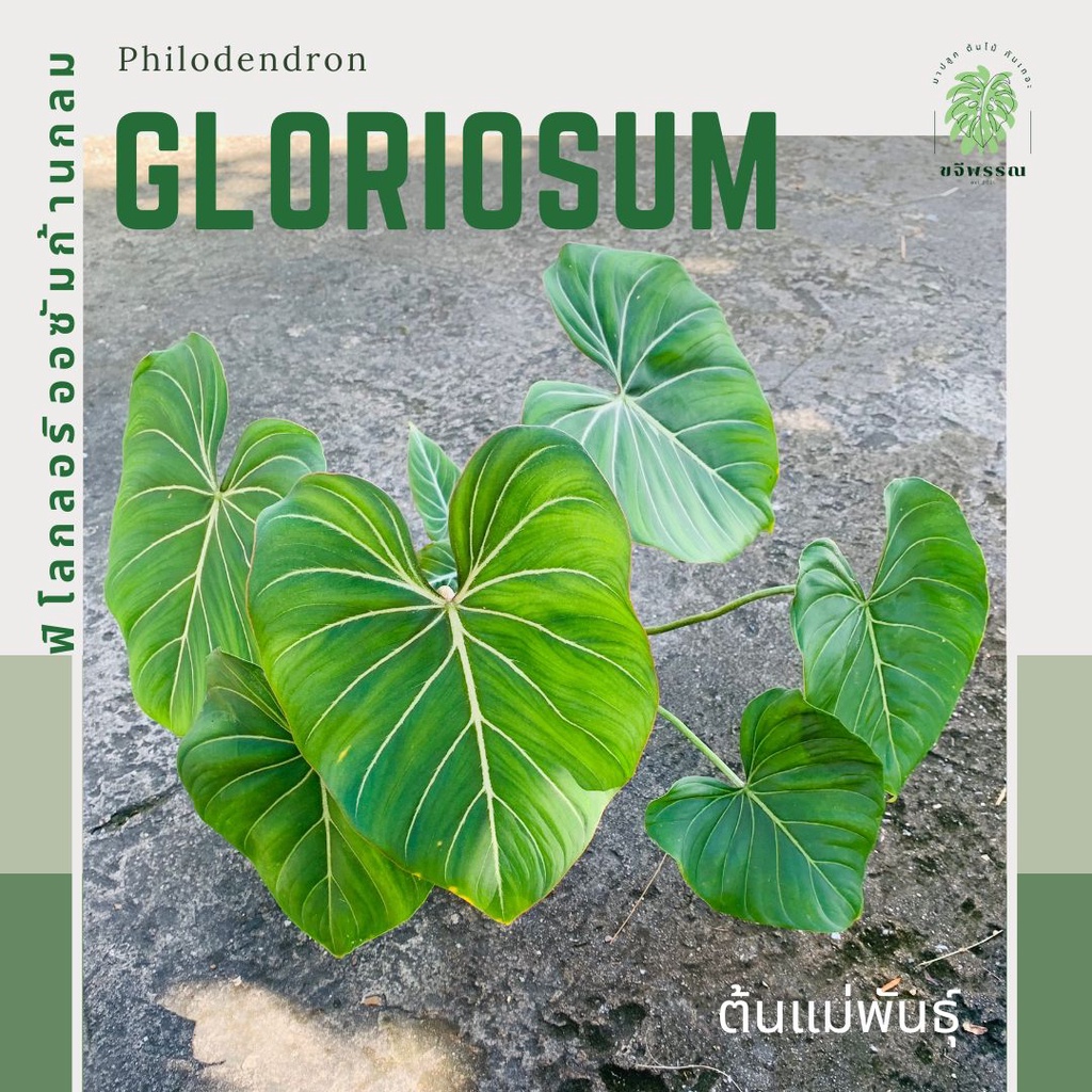 ฟิโลกลอริออซั่ม ก้านกลม | ฟิโลเดนดรอน กลอริออซั่มก้านกลม | Philodendron Gloriosum | ไม้ฟอกอากาศ ไม้สะสม
