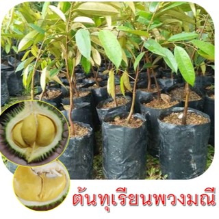 ต้นพันธุ์ทุเรียนพวงมณี(จิ๋วแต่แจ๋ว) กิ่งข้าง ต้นพันธุ์สูงประมาณ 70-80cm.(1ต้น)