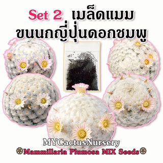 Set2 เมล็ดขนนกญี่ปุ่นดอกชมพู Mammillaria Plumosa Japan Clone Seeds เมล็ดขนนกญี่ปุ่นขนหนาๆ แมมขนนกขนร่ม แมมขนนกขาว