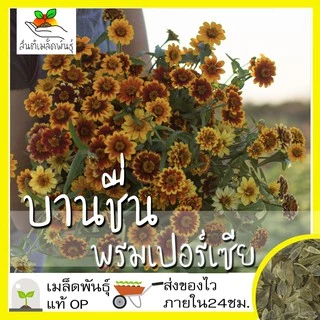 เมล็ดพันธุ์ ชุดดอกบานชื่น ปลูกง่าย ทนร้อน โตไว พร้อมส่ง บานชื่นคละสี/สีขาว/พรมเปอร์เซียร์/สีเหลือง/สีม่วง/ลิลลิพุท/สีส้ม