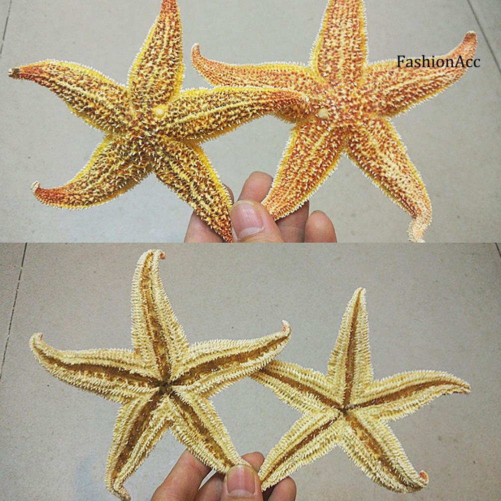 「FASH 」2Pcs Natural Dried Starfish Sea Star Beach Craft Wedding Party ...