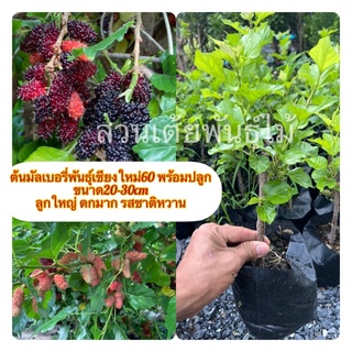 ต้นมัลเบอรี่พันธุ์เชียงใหม่60 พร้อมปลูก ขนาด20-30cm ลูกใหญ่ ดกมาก รสชาติหวาน