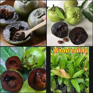 (2ต้น)(vาย ต้นพันธุ์) ต้น พลับช็อกโกแลต ต้นพลับช็อกโกแลต Black Sapote ( Diospyros nigra ) happy