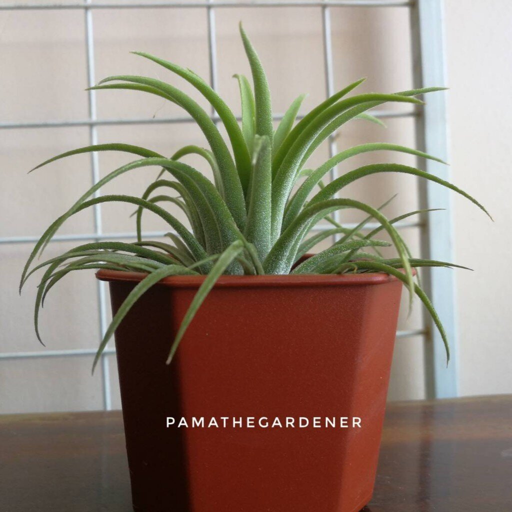 ทิลแลนเซียในกระถาง (3 กระถาง 105)