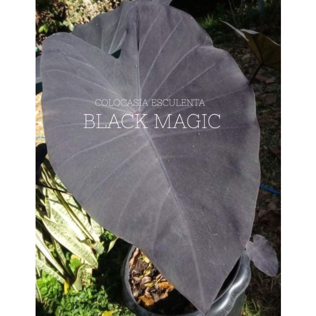 Colocasia Black Magic แบล็ค เมจิก แบบชำรากเดิน มีหลายรุ่น