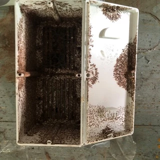 Termite Bio Bait ชุดแบบเติมเหยื่อเชื้อรากำจัดปลวก Set B อาหารปลวก กำจัดปลวกตายยกรัง
