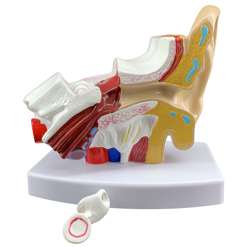 Human Ear Model Ear Anatomical Demonstration Model 1.5 Times Magnified Scientific Anatomy Teaching L