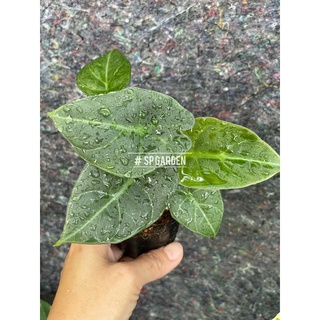 Alocasia maharani อโลคาเซีย มหาราณี ไม้หายาก