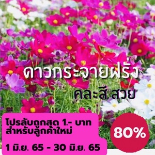 เมล็ดดอกดาวกระจายฝรั่ง 300 เมล็ด คอสมอส cosmos(คละสี ม่วง ขาว ชมพู บานเย็น)