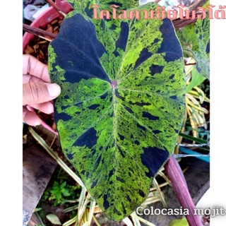 ☘️บอนโมจิโตะ☘️Colocasia Mojito ดำดุ