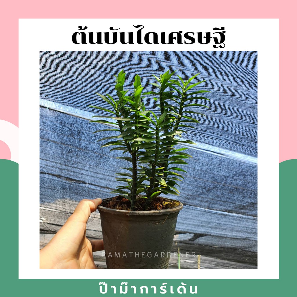 มุมมอง 2