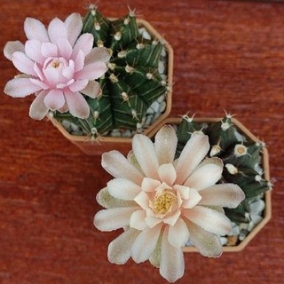 Cake Cactus Farm กระบองเพชร Gymnocalycium mihanovichii ยิมโน ดอกสวยสีชมพูหวาน และส้มโอลโรส 2 ต้น