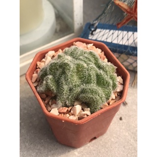 สมองเขียวมรกต Mammillaria Cristata ไม้หายากน่าสะสม กระบองเพชร แคคตัส ไม้มงคล