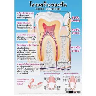 โปสเตอร์เรื่องโครงสร้างของฟัน #EQ-080 โปสเตอร์กระดาษ โปสเตอร์สื่อการเรียนการสอน