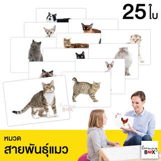 flashcard แฟลชการ์ด บัตรคำศัพท์ใหญ่ [ หมวดสายพันธุ์แมว Cat ]