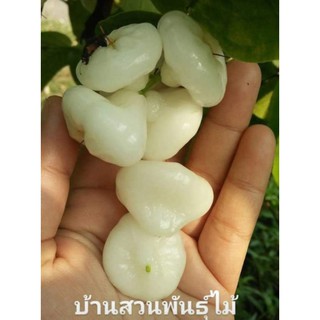 ต้นชมพู่พลาสติก ผลสีขาว