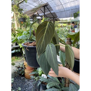 Philodendron Gigas ใหญ่จัมโบ้ ฟิโล ใบหัวใจ ใบกำมะหยี่ ไม้สะสม หายาก