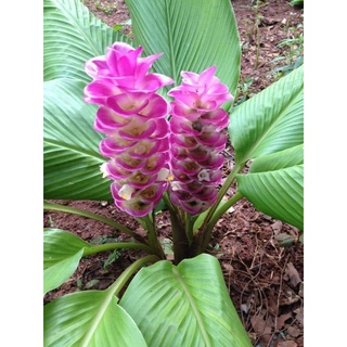 2 เหง้า ว่านเทพประชุมพร (Curcuma cordata) หนึ่งในว่านตระกูลเทพ สุดยอดว่านชั้นสูง ปลูกไว้เป็นเสน่ห์เมตตาแก่ผู้ปลูก