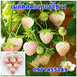 เมล็ดพันธ์สตอเบอร์รี่ขาว