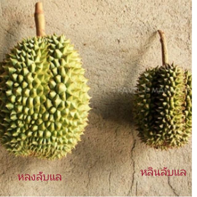 My Image 12