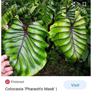 บอนนอกนำเข้า​ colocasia​ pharaohmask สวยๆ