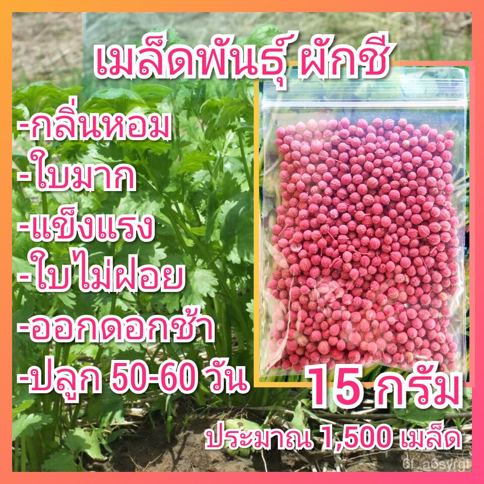 เมล็ดพันธุ์ที่ดีเมล็ดพันธุ์ผักชี 15 กรัม ( เมล็ดผักชี ผักชีป้อม ผักชีจีน ผักชีไทย ผักชีเลือด ผักชี เ