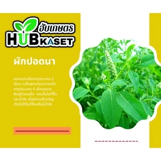 ดาราเอมีน 1ลิตร (2,4 ดีไดเมทิลเอมโมเนียม) คุมวัชพืชในนาหว่านน้ำตม ทั้งใบแคบ ใบกว้างและกก