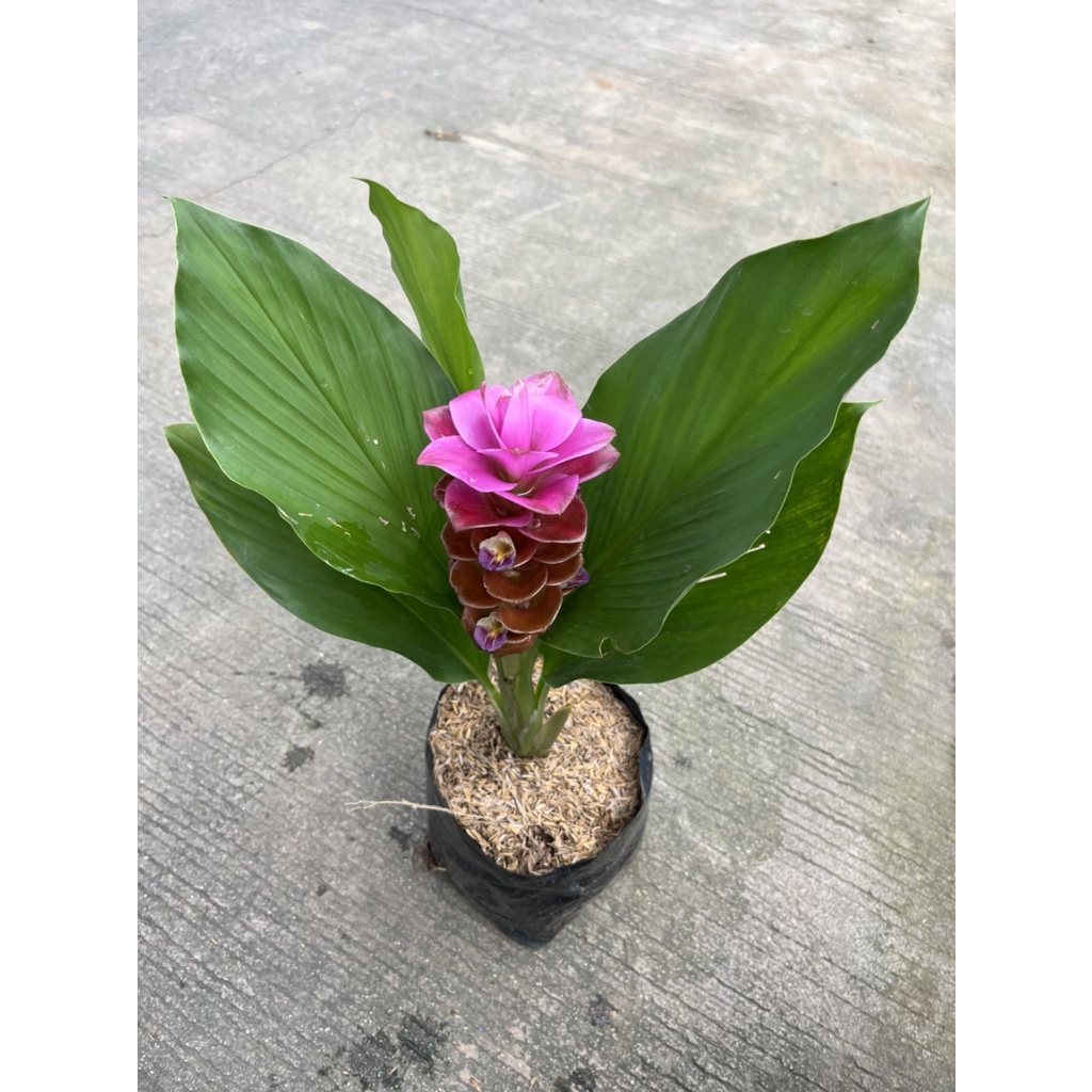 มุมมอง 3