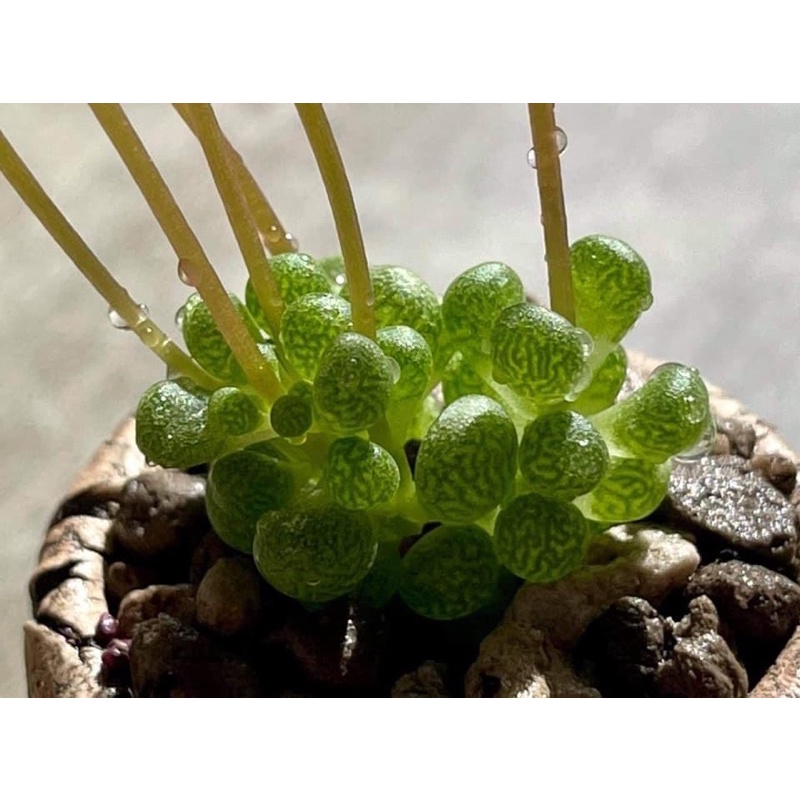 Portulaca monanthoides ไม้อวบน้ำ rare item คุณนายตื่นสายจิ๋ว ส่งถอดกระถาง - รูปที่ 2