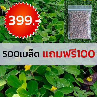 ถั่วบราซิล600เมล็ด399บาท (เมล็ดพันธุ์ถั่วบราซิล )