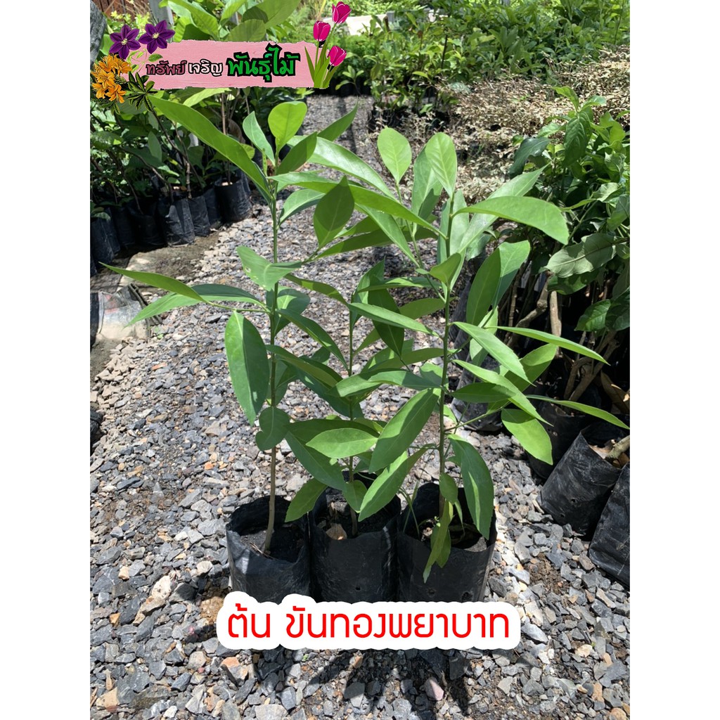 ต้นขันทองพยาบาท ไม้สมุนไพร พร้อมส่ง สำคัญกรุณาสั่งซื้อในเวลา12:00น.-00:00น.