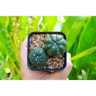 แคคตัส แอสโตรไฟตัม กิ๊กโกะ เต่า (Astrophytum asterias cv. kikko)