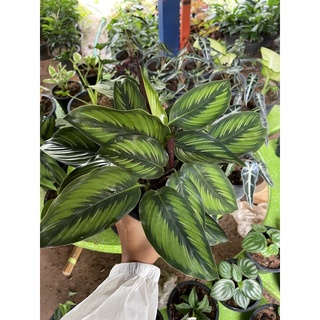 คล้าบิวตี้สตาร์ calathea beauty star