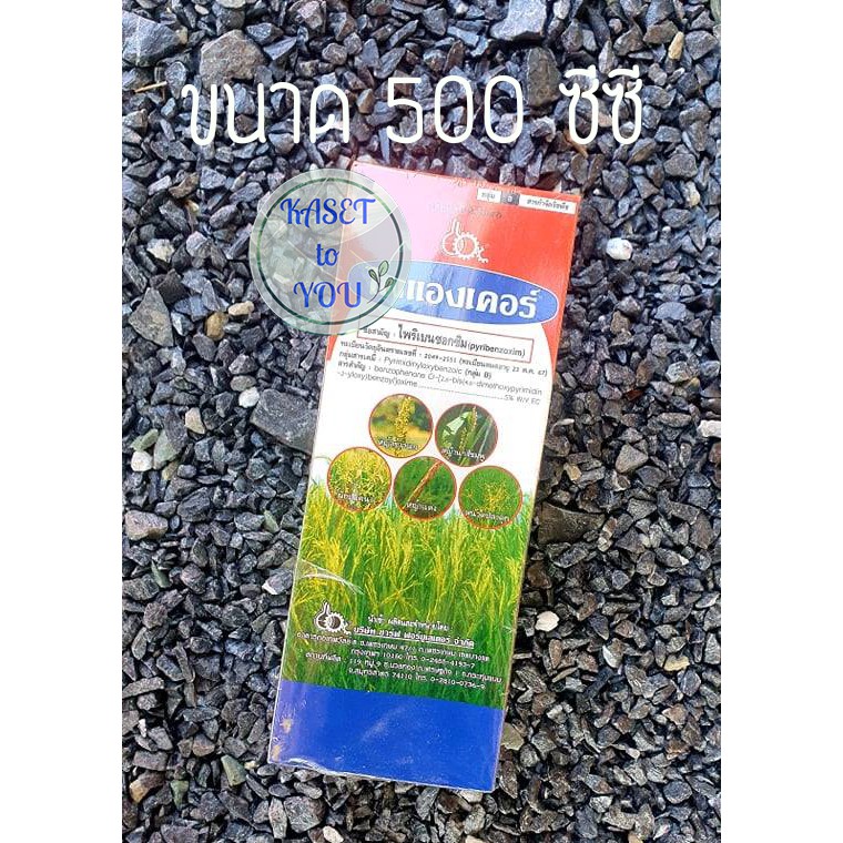 ไพแองเคอร์ ขนาด 500 ซีซี สารกำจัดวัชพืชหลังงอก กำจัดวัชพืชใบแคบ ใบกว้าง และตระกูลกก