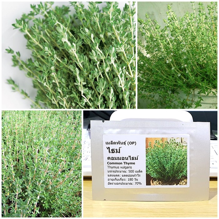 เมล็ดพันธุ์ ไธม์ Common Thyme Seed บรรจุ 500 เมล็ด คุณภาพดี ของแท้ 100%