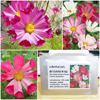 เมล็ดพันธุ์ ดาวกระจายซีเซล (SeaShells Cosmos Flower Seed) บรรจุ 150 เมล็ด คุณภาพดี ราคาถูก ของแท้ 100%