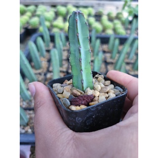 1แถม1❗ยูโฟเบีย บอร์เรน/ลายขาว Euphorbia boranensis ⛱️🌵⛱️🌵⛱️