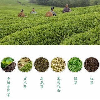 เครื่องดื่มชา ตราหนงฟูสปริงปริมาณ 500ml 东方树叶 无糖茶饮