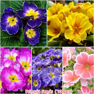 100 แคปซูลต่อแพ็ค Primula Plant Flower Seeds บอนสีสวยๆ เมล็ดพันธุ์ดอกไม้ อัตราการงอกสูง เมล็ดพันธุ์แท้100%