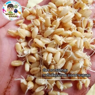เมล็ดข้าวสาลี ขนาด 500 กรัม เกรดนำเข้า หญ้าแมว อัตราการงอกสูง เมล็ดต้นอ่อนข้าวสาลี Aus Wheat